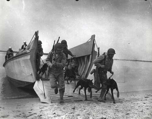 War dogs practice amphibious landings