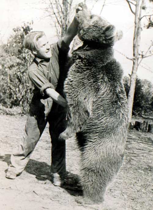 Wojtek the Polish Soldier Bear at play ...