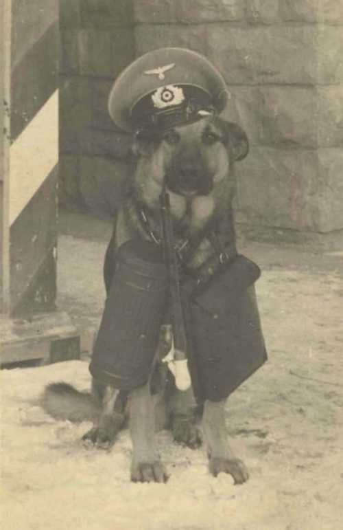 Officer dog