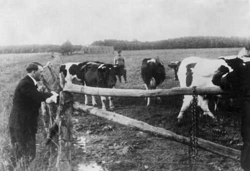 Hitler with Cows
