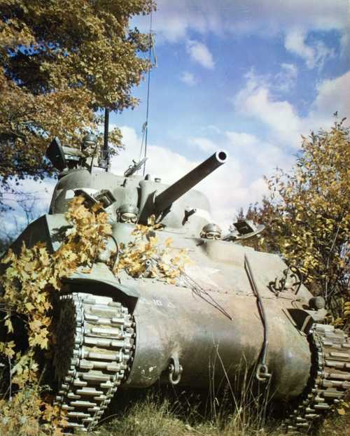 Sherman Tank in Bushes
