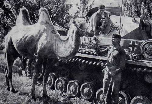 Panzer IV and Bactrian camel