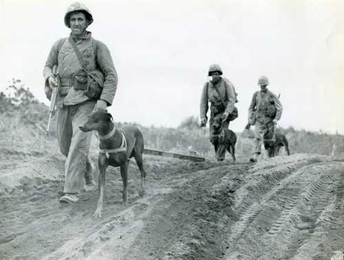 War Dog Platoon