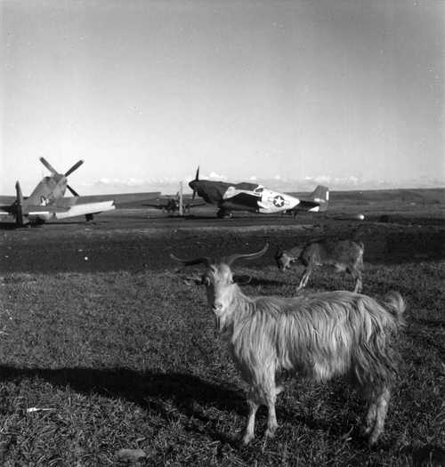 Mustangs and Goats