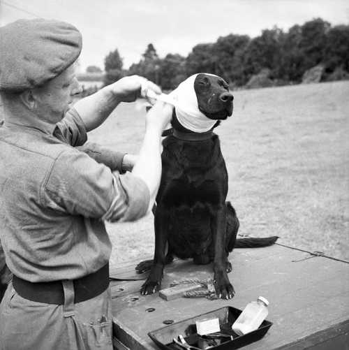 My name is 'Jasper' ,dog o' war