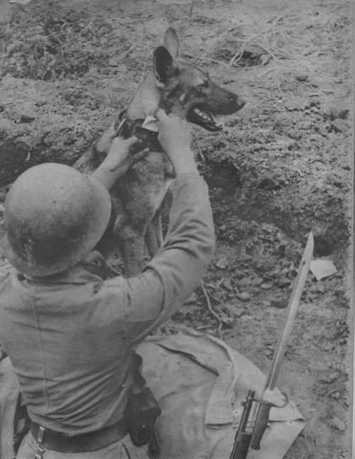 Japanese Service Dog