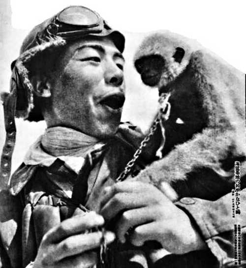 Pet Monkey
