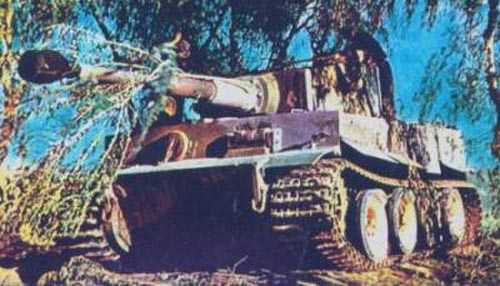 Tiger 1 in the bush.