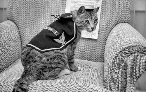 Sailor Pooli