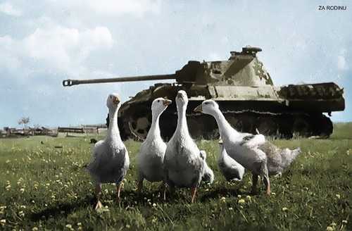 Birds