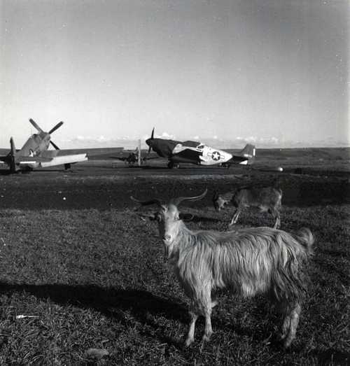 Goats and Mustang