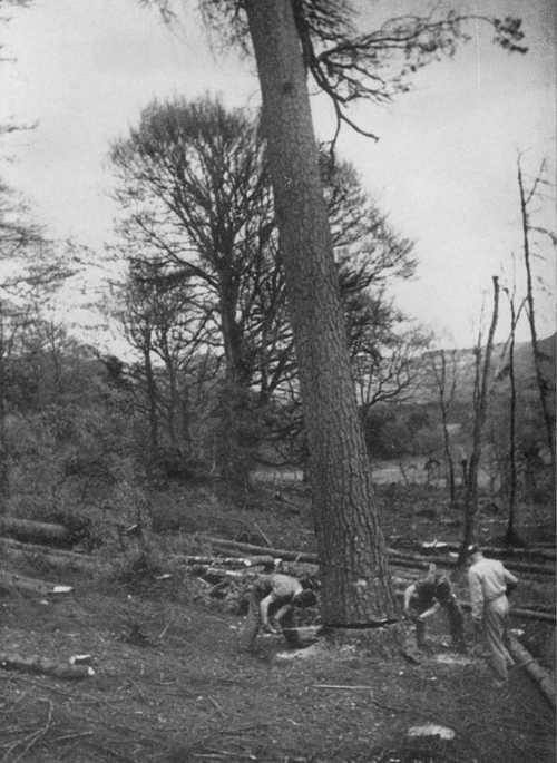 Canadian Loggers at War