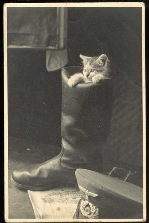 Puss in Boot.