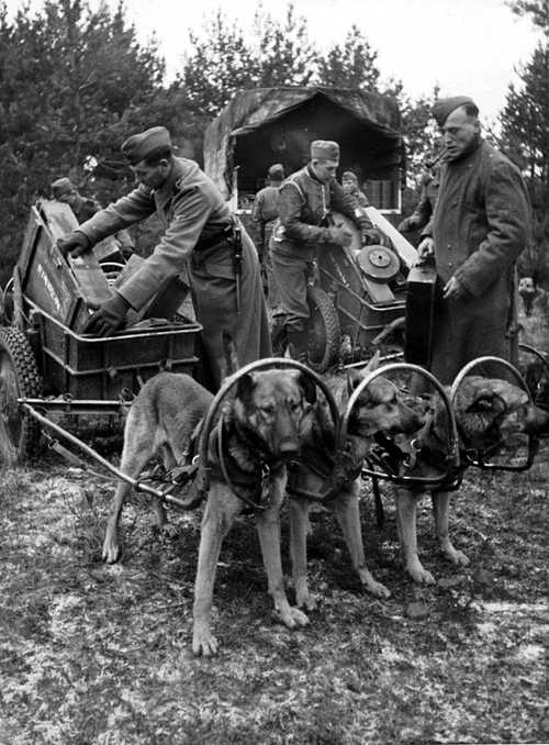 Dog-power