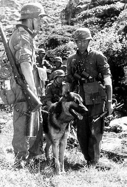 German shepherd war-dog