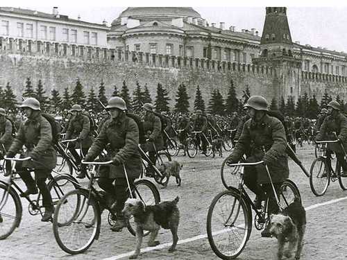 Dog and Bike