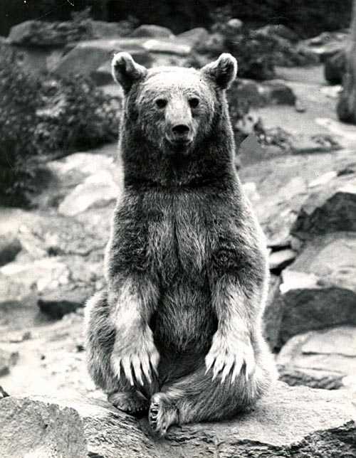 Private Wojtek bearing up ...