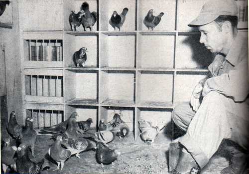 Carrier/Homing pigeons