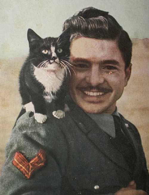 NCO and cat