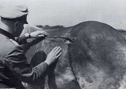 Wounded artillery horse