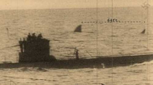Fake photo of sharks with U-boat