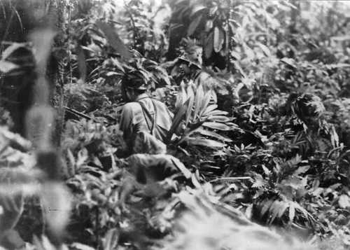 Jungle Fighting