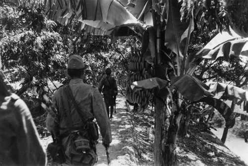 banana tree 