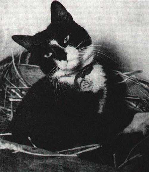 "Able Seacat" Simon, RN, DM.