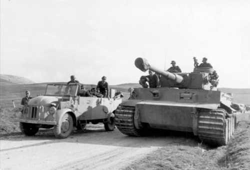 Tiger in Tunisia