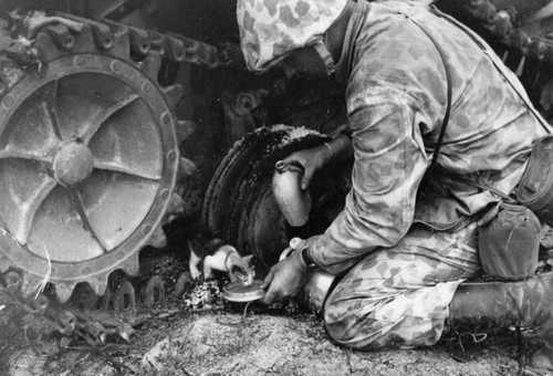 Marine assists a small kitten