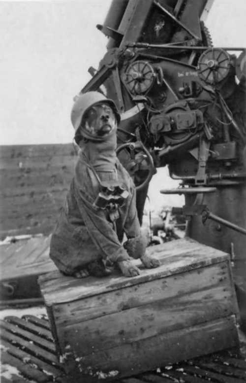 Flakhund
