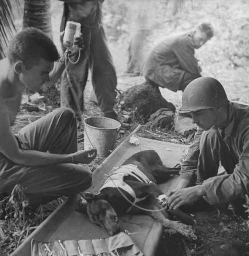 Wounded combat dog