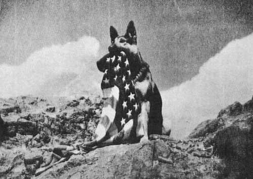 War Dog
