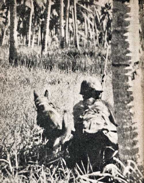 War Dog