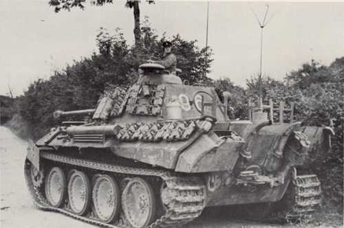 Panther in the hedgerows.