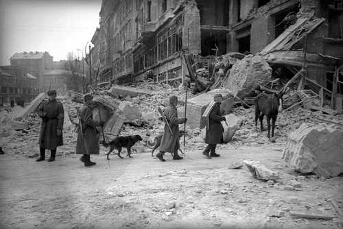 Mine search dog patrol
