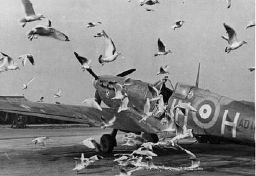 No.303 squadron