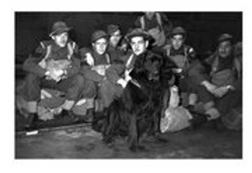 Gander, the Newfoundland dog killed in action