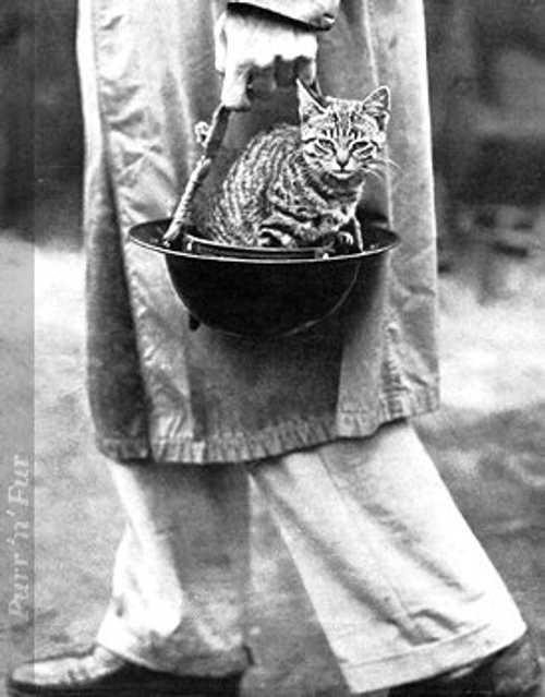 Keep it under your Cat ...