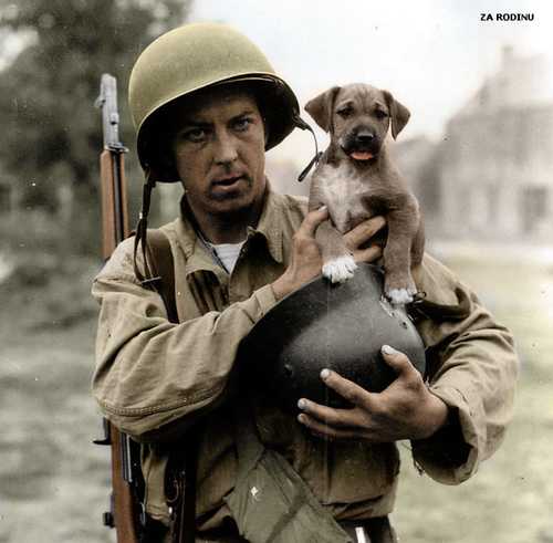 Carrying dog