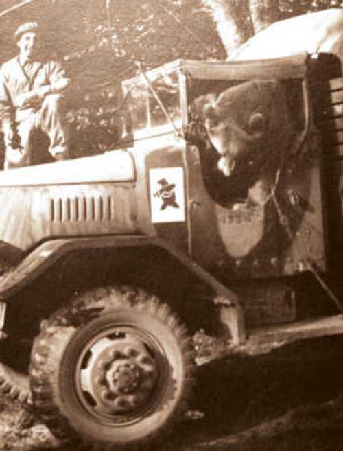 the bear "Wojtek" in Monte Cassino