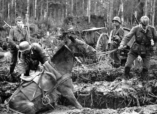 Horse rescue