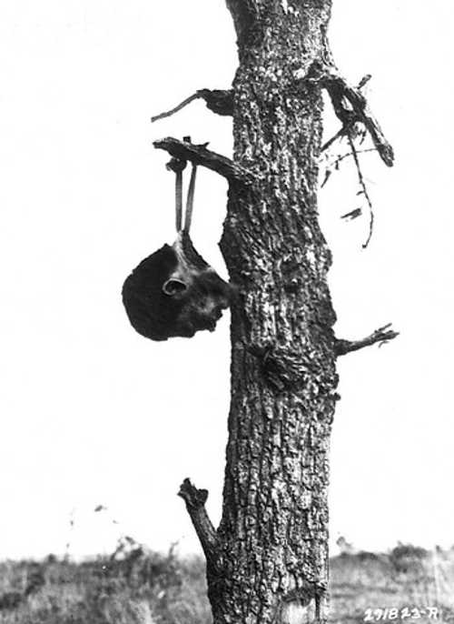 Head of dead Japanese