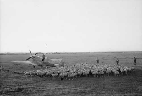 Sheep and Spitfire