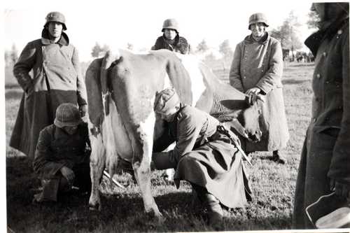 Milking cow