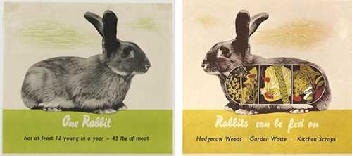 Rabbit food.