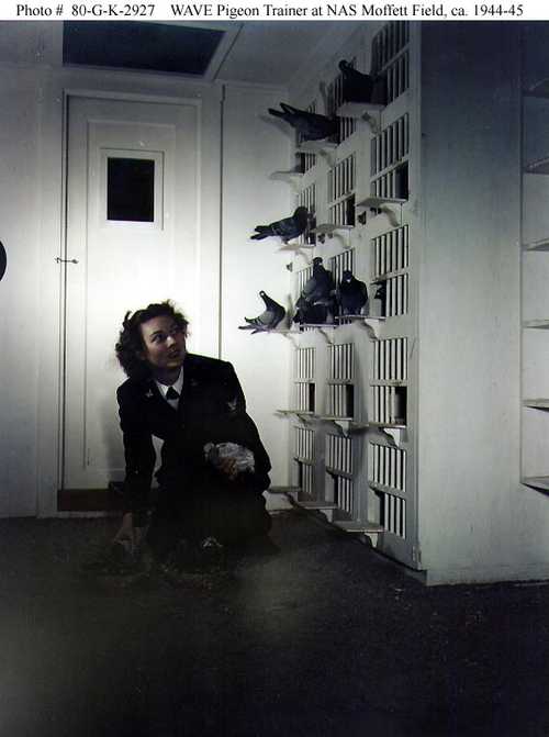 WAVE pigeon Tranier at NAS Moffett Field