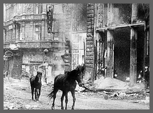 BUDAPEST SIEGE: Loose Cavalry Horses 