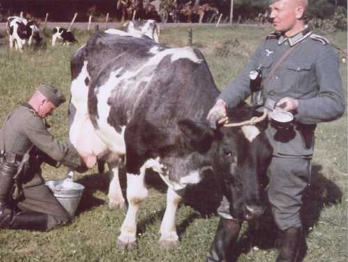 Milking
