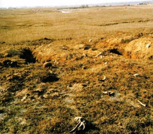 Pitomnik/Russia - Desecrated German graves
